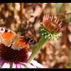20090830_123